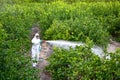 Farmer in protective clothes spray pesticides. Farm worker spray pesticide insecticide on fruit lemon trees. Ecological