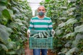 Farmer in protective mask carrying box full of cucumbers in greenhouse