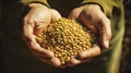 A farmer proudly holds a handful of soybeans Royalty Free Stock Photo