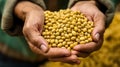 A farmer proudly holds a handful of soybeans Royalty Free Stock Photo