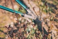 Farmer with pruner shears the branches of rose bush. Pruning plants in the spring garden Royalty Free Stock Photo