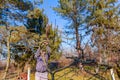 Gardener is cutting branches, pruning fruit trees with long shears in the orchard Royalty Free Stock Photo