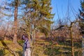 Gardener is cutting branches, pruning fruit trees with long shears in the orchard Royalty Free Stock Photo