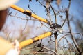 Farmer pruning fruit tree, garden work