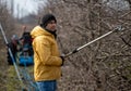 Farmer pruning fruit tree