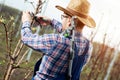 Farmer pruning fruit trees in orchard Royalty Free Stock Photo