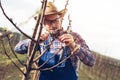 Farmer pruning fruit trees in orchard