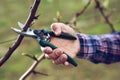 Farmer pruning fruit trees in spring garden