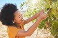 Farmer pruning grapes in a vineyard estate, fruit orchard and nature farm for agriculture, wine and alcohol production