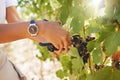 Farmer pruning grapes in a vineyard, fruit orchard and farm estate with hand shear for wine and alcohol production