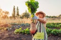 Farmer pulled beetroot out of soil and holding it. Autumn harvesting. Picking vegetables