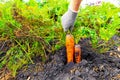 farmer pulls carrots from the garden bed