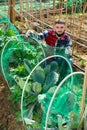 Farmer pulls protective net on greenhouse