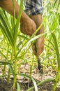 The farmer pulls ripe garlic. Healthy food with vitamins. Fresh