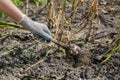 farmer pulls young garlic out of the ground