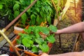 A farmer puts boxes with seedlings of pepper and zucchini in a greenhouse, sunny day, close-up