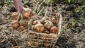 Farmer puts onion bulbs in the basket, harvesting on the bed