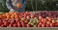 The farmer puts ripe oranges on the counter. Farmer`s market and products from local producers Royalty Free Stock Photo