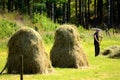 Farmer puts up hay on long drying racks.