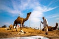 A farmer with its camel at pushkar camel festival