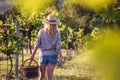 Farmer is ready for grape harvesting at vineyard