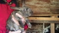 Farmer holds a rabbit in his hands