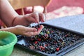 Farmer rejects and sorts fresh currants by hand.