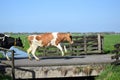 Dutch Holstein cow in farmers stable