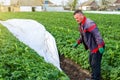 A farmer removes agrofibre from a potato plantation. Opening of young potato bushes as it warms. Greenhouse effect. Agroindustry