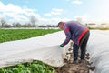 A farmer removes agrofibre from a potato plantation. Opening of young potato bushes as it warms. Hardening of plants