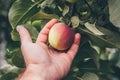 Farmer removes apples from a tree