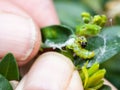 Farmer removes caterpillar of insect pest