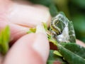 Farmer removes larva pest from boxwood