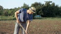 Farmer removes weeds by hoe in corn field with young growth at organic eco farm