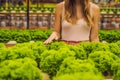 Farmer researching plant in hydroponic salad farm. Agriculture and scientist concept Royalty Free Stock Photo