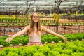 Farmer researching plant in hydroponic salad farm. Agriculture and scientist concept Royalty Free Stock Photo