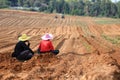 Farmer rest in a plowed potato field.