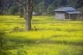 A farmer resting beneath a tree in a mustard field