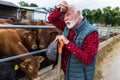 Farmer resting after work with cows on farm