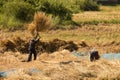 Farmer rice farming in thailand