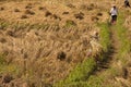 Farmer rice farming in thailand