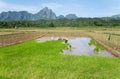 Farmer Rice farming ,Vangvieng Royalty Free Stock Photo