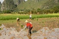 Farmer in rice field of China