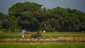 Farmer in rice field indonesia