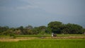 Farmer in rice field indonesia