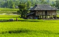 A Farmer on Rice field in Vietnam