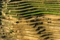 A Farmer on Rice field in Vietnam