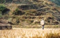 Farmer on the rice fields on the Annapurna Base Camp Trek, Nepal Royalty Free Stock Photo