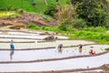 Farmer rice seedling.