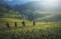 Farmer in rice terrace Royalty Free Stock Photo